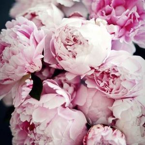 Meet your Posher, Bill